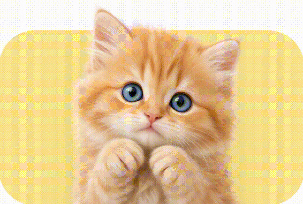 Gatos