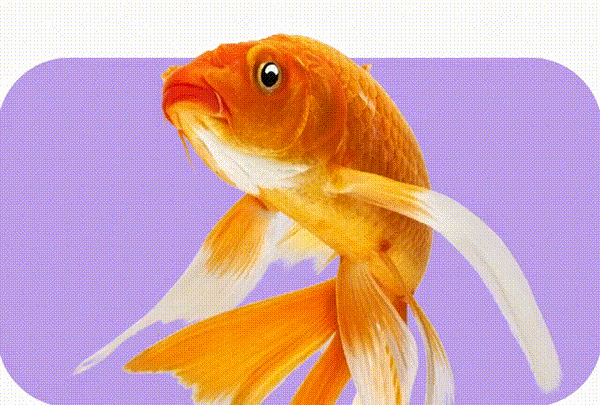 Peces
