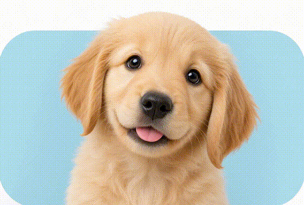 Perros