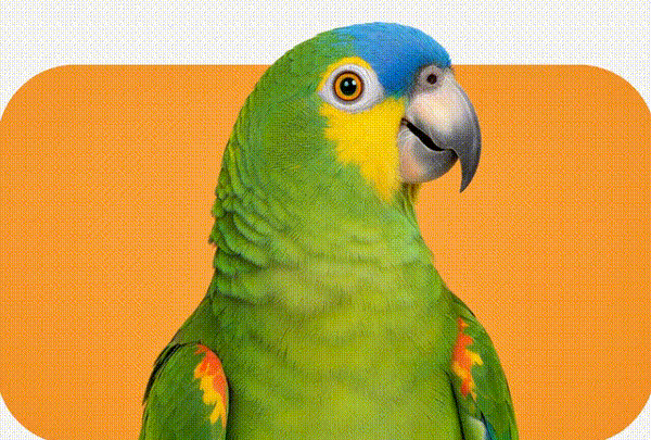 Aves